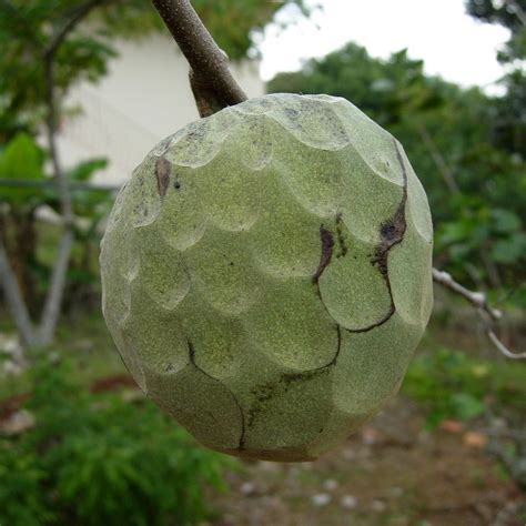 Polynesian Produce Stand : CHERIMOYA Tropical Fruit Seedling Annona cherimola Custard Apple LIVE ...