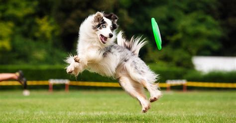 Why frisbee fetching may be risky for dogs