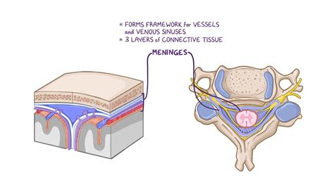 Anatomy of the cranial meninges and dural venous sinuses | Osmosis