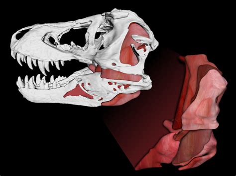 Tyrannosaurus Rex's Bite Force Measured 8,000 Pounds, Scientists Say ...