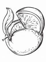 Grapefruit coloring pages sketch template