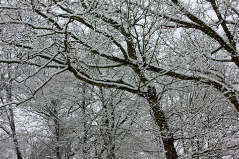 The Next Chances for Snow in Northern Virginia | McLean, VA Patch