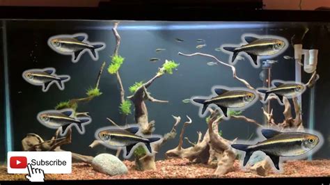 Black Neon Tetra Schooling Behaviour - YouTube