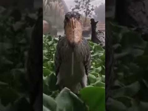 Bird staring meme template - YouTube in 2022 | Bird meme, Shoebill, Memes