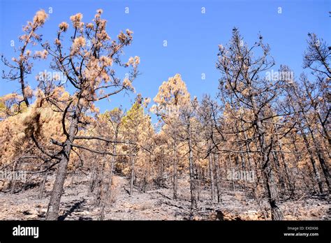 Effects of the Fire in a Forest Stock Photo - Alamy