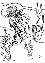 Seaweed coloring pages To Download And Print For Free sketch template