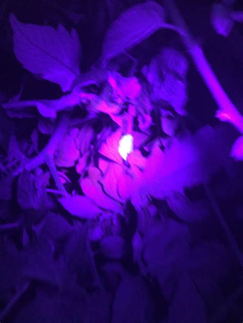 Fun Fact, Tomato Hornworms Glow Under a Black Light, Makes them easy to find. : vegetablegardening