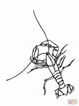 Crawfish Freshwater Crustacean Coloring Page  Free Printable Coloring sketch template