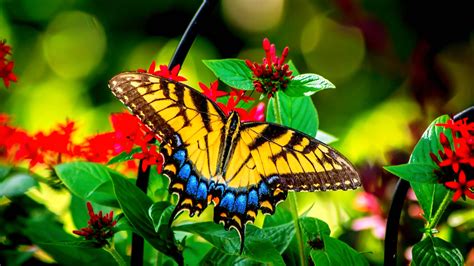 Butterfly Flying Wallpapers - Wallpaper Cave