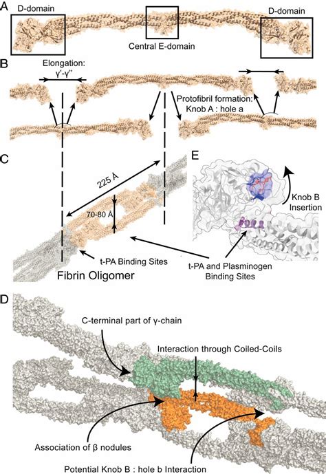 Fibrin Structure