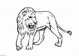 Singa Mewarnai Leone Colorare African Leao Untuk Maned Criniera Animals  sketch template