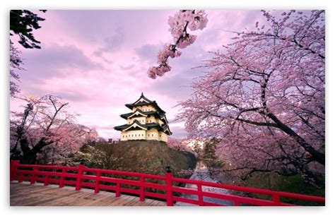 Cherry Blossoms, Japan Ultra HD Desktop Background Wallpaper for 4K UHD TV : Tablet : Smartphone