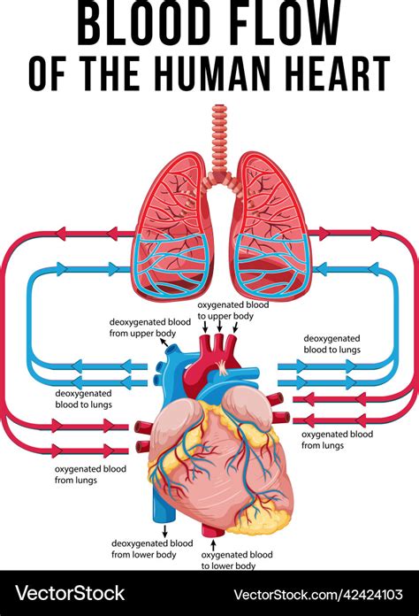 Heart And Lungs Diagram