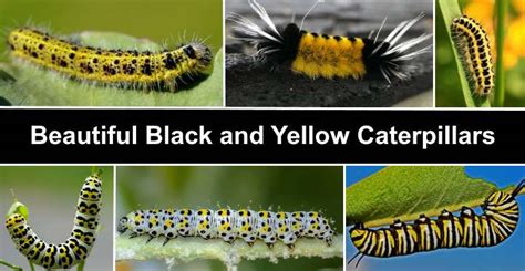 British Caterpillars Identification Guide