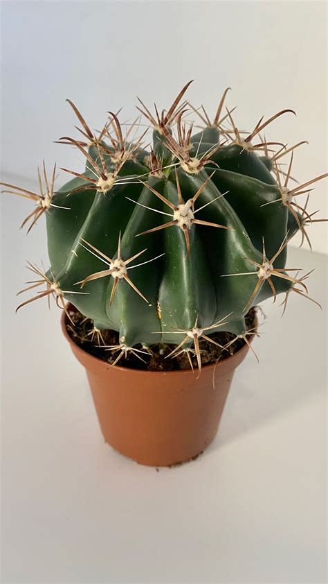 Histix Cactus - Indoor Plants | Plantshop.me