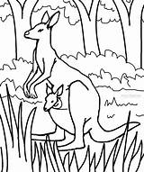 28 Kangaroo Joey Coloring Page  Heartof Cotton Candy sketch template
