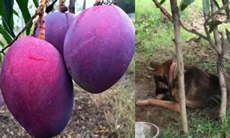 "World's Most Expensive Mango": MP couple hires 4 security guards, 6 watchdogs to protect rare fruit