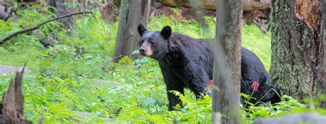 Black Bears - Yellowstone Wildlife