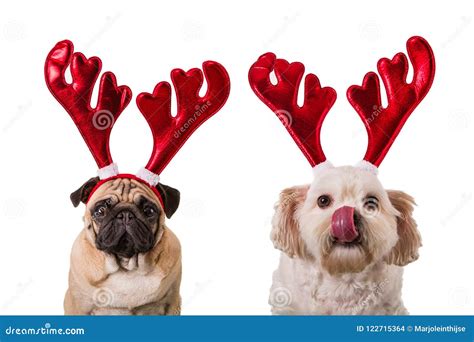 Christmas Dogs with Deer Antlers Stock Photo - Image of miniature, costume: 122715364