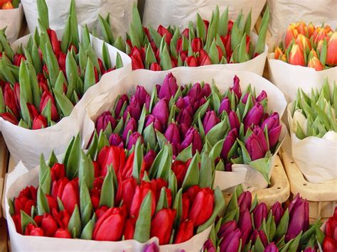 Amsterdam Tulips Free Photo Download | FreeImages