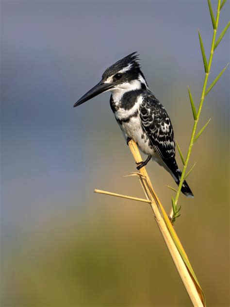 Pied Kingfisher @ Michael Despines Photography