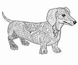 dachshund Dog coloring Page Dachshund Pages  Mejikuhibiniu sketch template