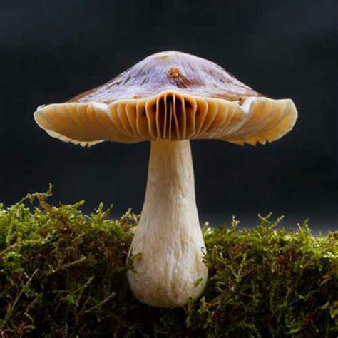 The Ultimate Magic Mushroom Dosage Guide - Canada Mushrooms