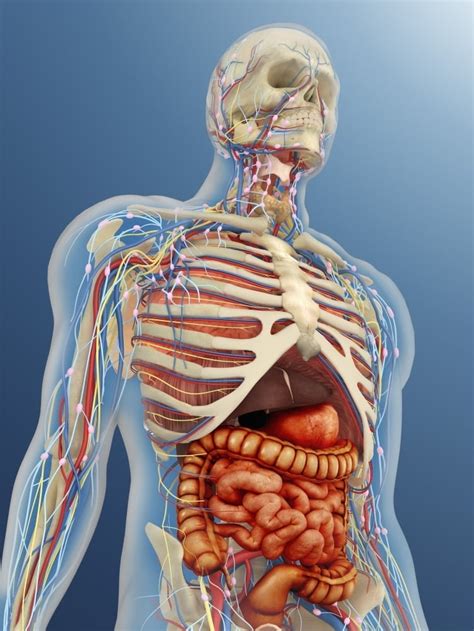 Anatomy Of The Human Lower Body Organs : science anatomy scan of human ...