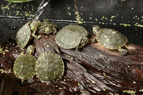 All You Need To Know About Baby Red-Eared Slider Care