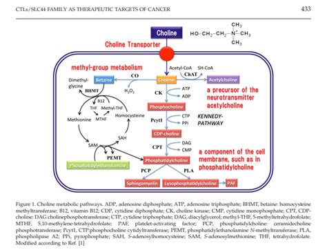 Methylation Cycle Questions -- Need Help Deciphering Symptoms | Phoenix Rising ME/CFS Forums