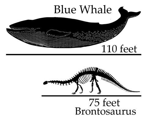 Blue Whale Size Comparison