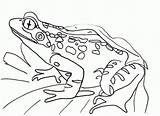 realistic frog coloring Pages For Kids  Coloring sketch template