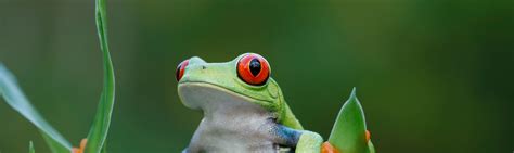 Tree Frog Facts | Peruvian Amazon Wildlife Guide