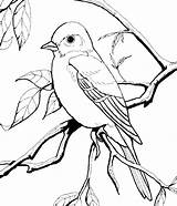 Robin Bird Coloring Pages At GetColoringscom  Free Printable sketch template