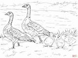 Ausmalbild Gackernde Gänsefamilie  Ausmalbilder Kostenlos Zum Ausdrucken sketch template