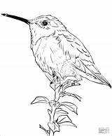 Hummingbird Coloring Pages  ColoringBay sketch template