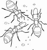 Ant Coloring Pages For Preschoolers sketch template