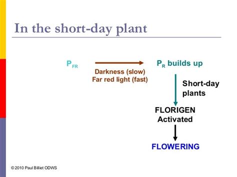 Photoperiodism