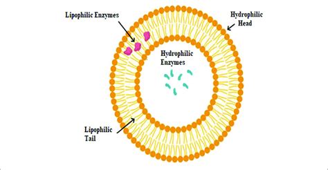 | Schematic description of hydrophilic and lipophilic enzyme... | Download Scientific Diagram