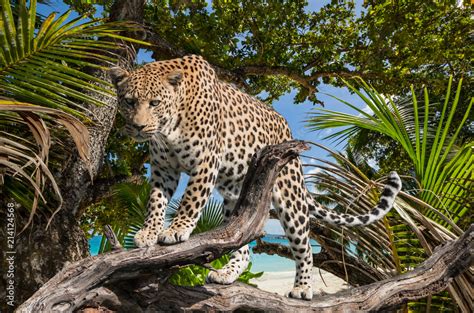 jungle leopard Stock Photo | Adobe Stock