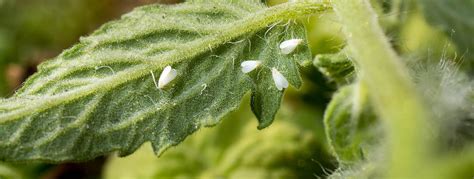 How to Kill Whiteflies | Whitefly Reproduction & Life Cycle