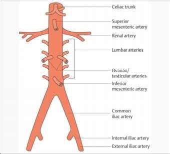 celiac trunk - Google Search | Superior mesenteric artery, Arteries, Celiac