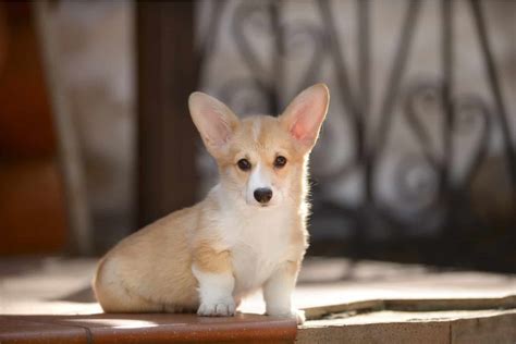 Teacup Corgi: Why Is It So Small And Cute?