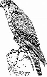Falcon Coloring Pages  Best For Kids sketch template
