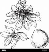 Set Of Tropical passion fruit And Flower Vector Illustration  sketch template