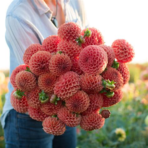 Dahlia Cornel Bronze | Dahlia, Flower farm, Types of flowers