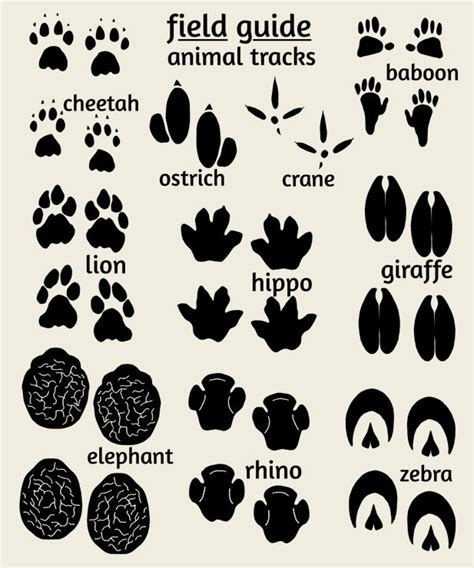 Free Animal Footprints Cliparts, Download Free Animal Footprints Cliparts png images, Free ...