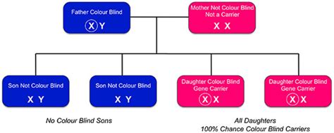 Can a Father Pass Color Blindness to His Son - JovanikruwBallard