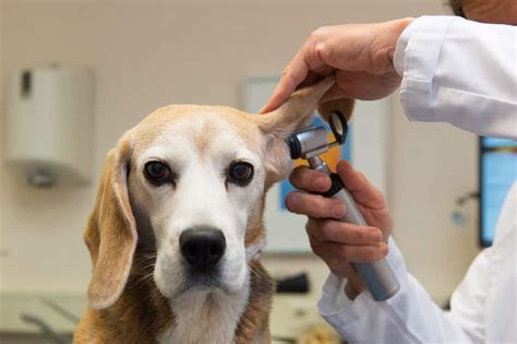 How to Keep Your Beagles Ears Healthy and Infection-Free