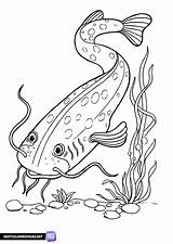 Catfish Coloring Page  Free Printable coloring pages sketch template
